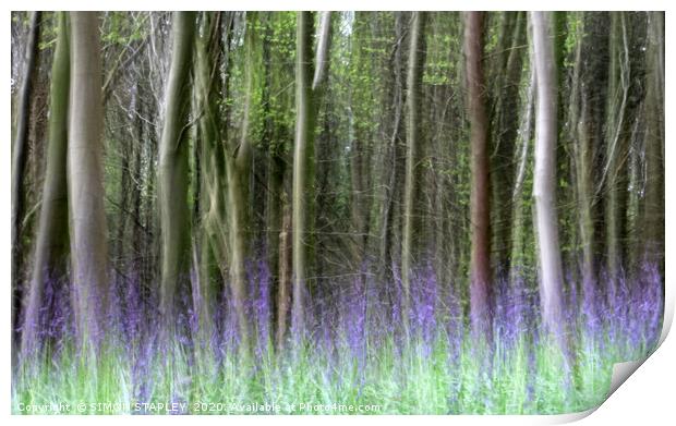 WOODLAND BLUEBELLS IN SPRING Print by SIMON STAPLEY