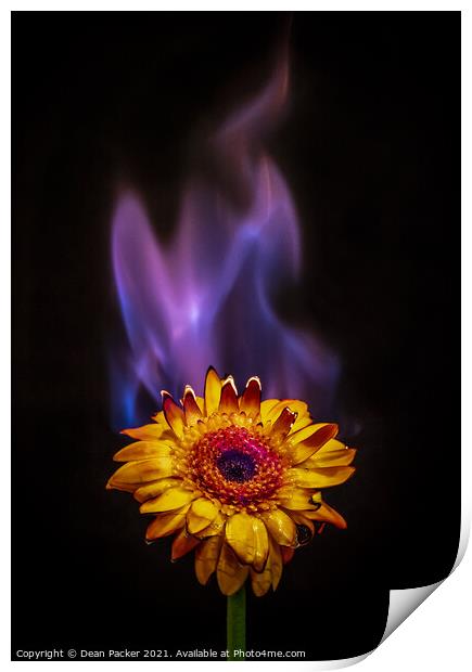 Fiery Bloom Print by Dean Packer
