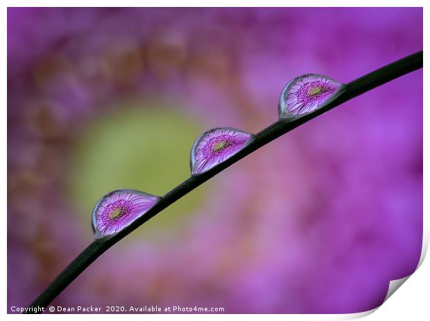 Water Droplets on Grass Print by Dean Packer