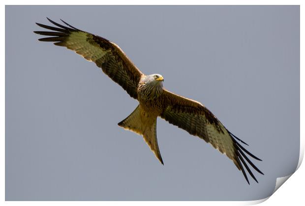 Red Kite Print by Christopher Stores