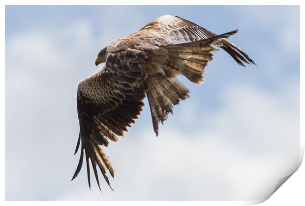 Red Kite Print by Christopher Stores