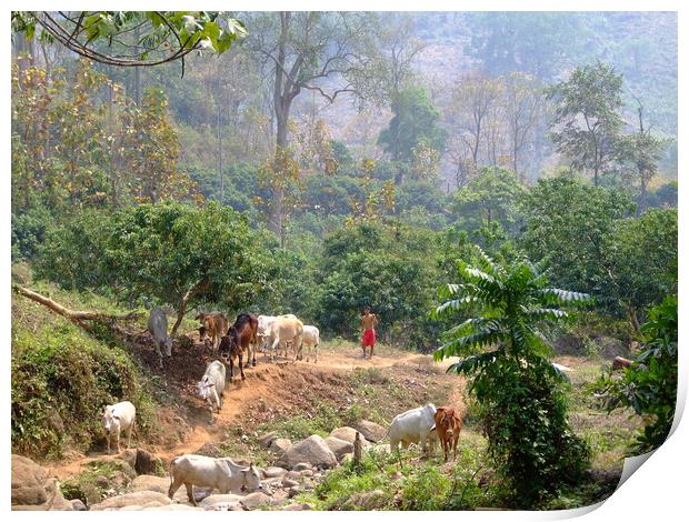 Herding Cattle in the jungles of Thailand Print by Christopher Stores