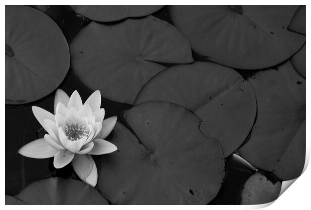 Black and White Lily Print by Christopher Stores