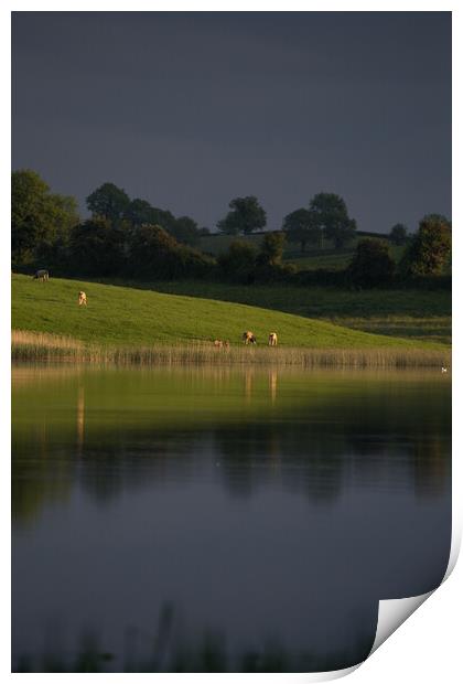 Loch and Cattle Northern Ireland Print by Christopher Stores