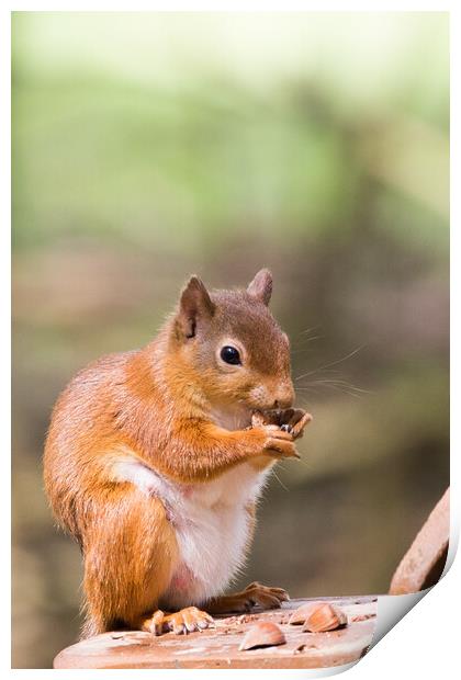 Red Squirrel Print by Christopher Stores