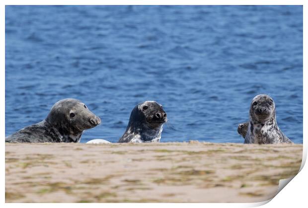 Common Seal Mother and Pups Print by Christopher Stores