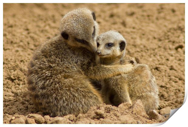 Mother and baby Meerkat Print by Christopher Stores