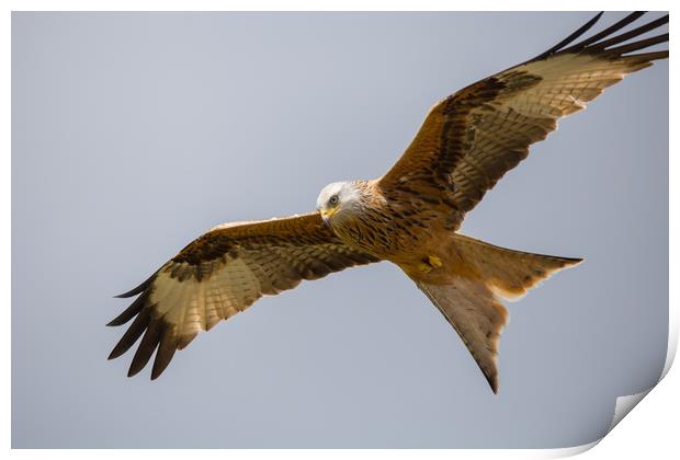 Soaring Red Kite Print by Christopher Stores