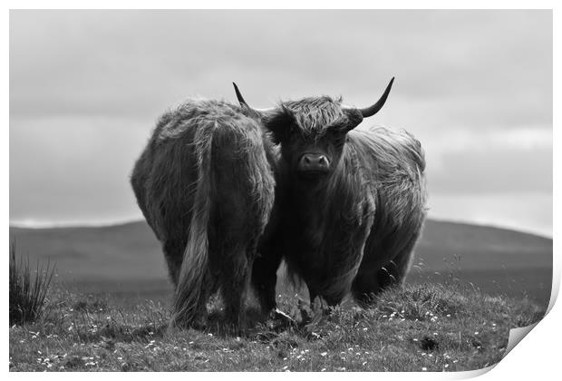 Black and White Highland Cow Print by Christopher Stores