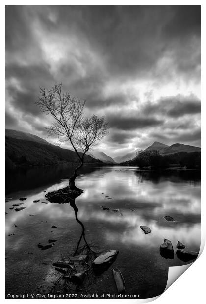 Iconic Welsh Tree in Monochromatic Landscape Print by Clive Ingram