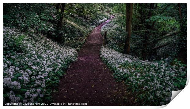Wild garlic forest walk Print by Clive Ingram