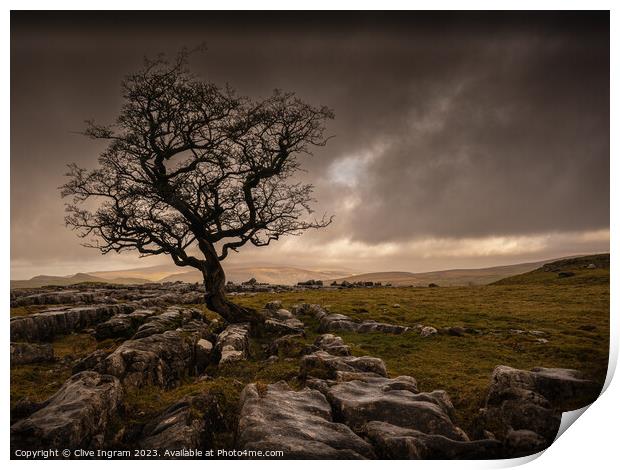 The Resilient Tree Print by Clive Ingram