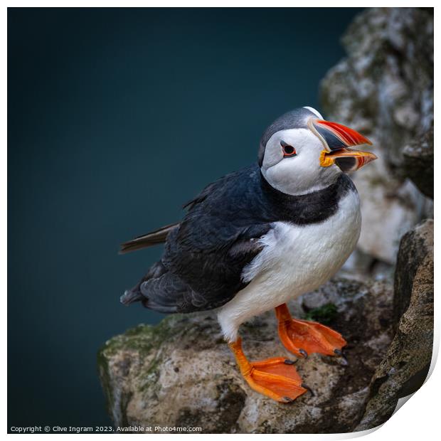 Portrait of a puffin Print by Clive Ingram