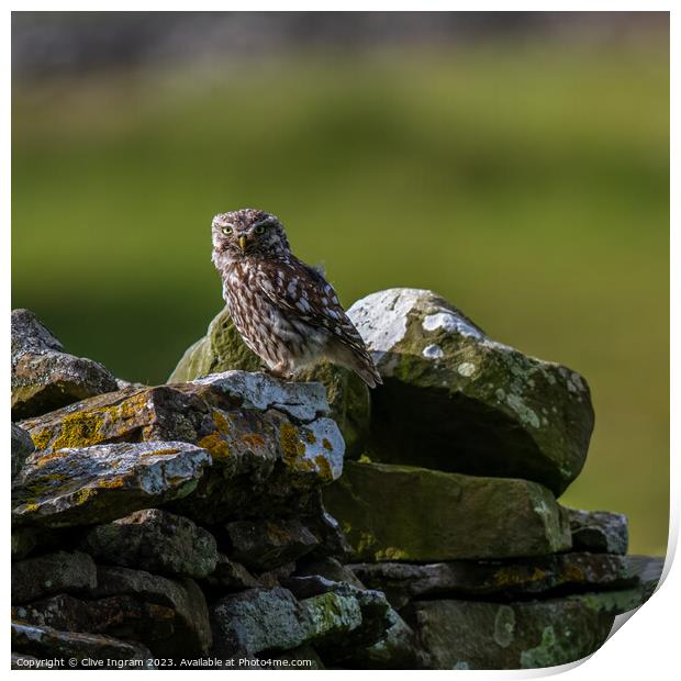Little owl on a dry stone wall Print by Clive Ingram