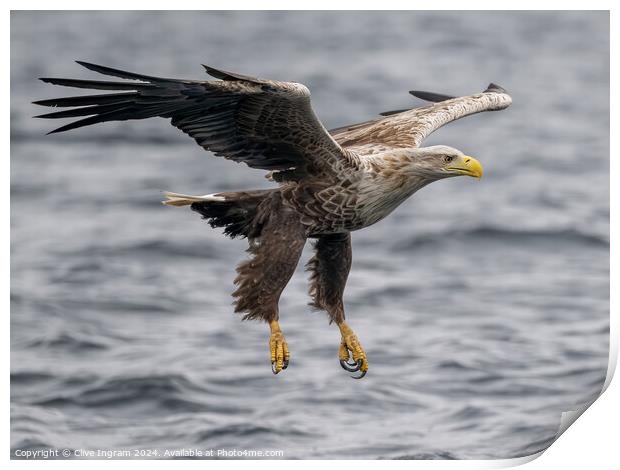 White tailed sea eagle skims the waves Print by Clive Ingram