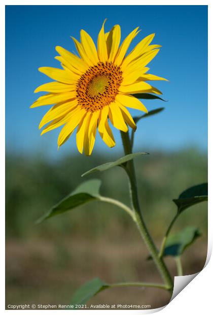 Flower sunflower Print by Stephen Rennie