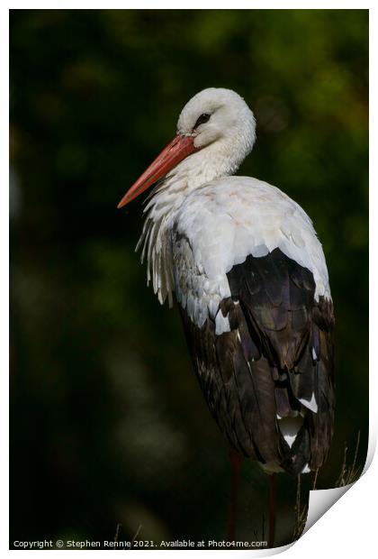 White stork (Ciconia ciconia) Print by Stephen Rennie