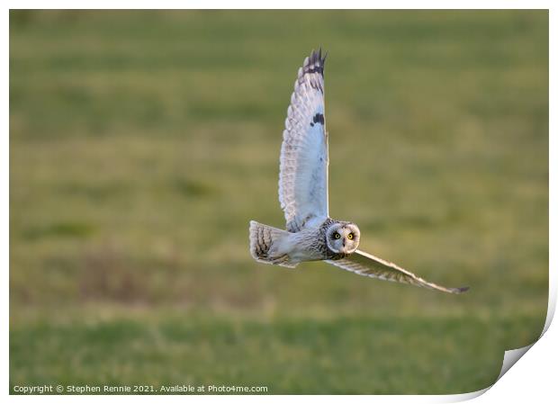 Owl banking in flight  Print by Stephen Rennie