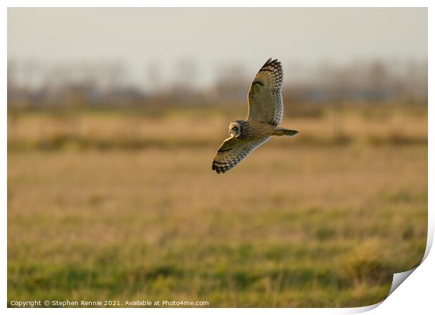 Short eared owl flying at dusk Print by Stephen Rennie