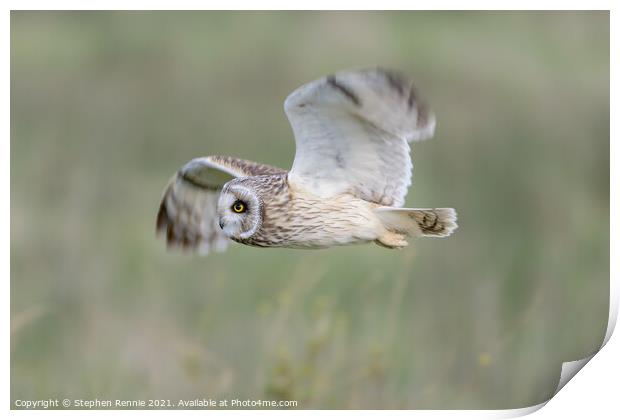 Short-eared owl fly past Print by Stephen Rennie