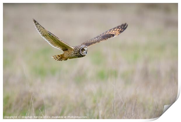 Short eared Owl flying over grass field Print by Stephen Rennie