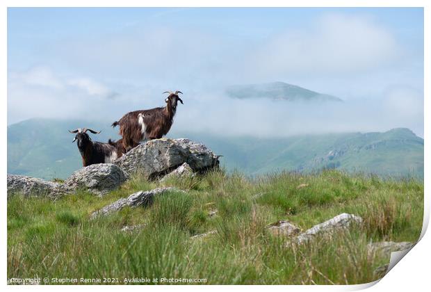 Goats in Basque country France Print by Stephen Rennie