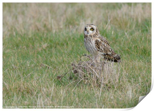 Short-eared owl on grass tuft Print by Stephen Rennie