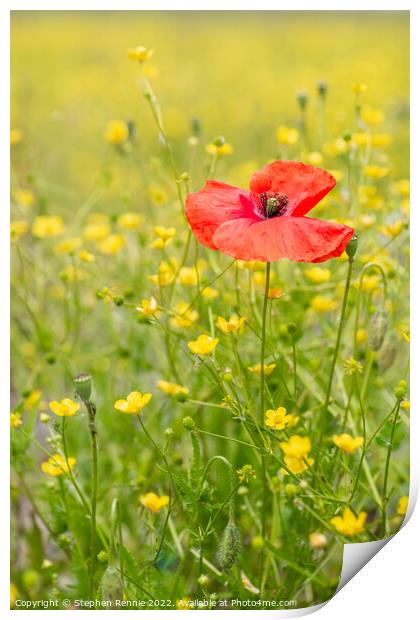 Red poppy in yellow wildflower meadow Print by Stephen Rennie