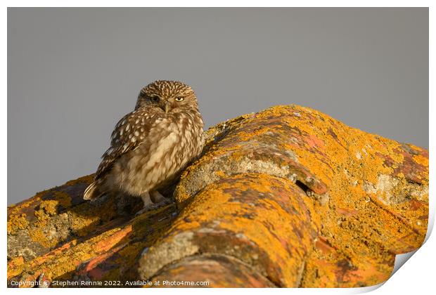 Little owl Athene noctua on rooftop Print by Stephen Rennie