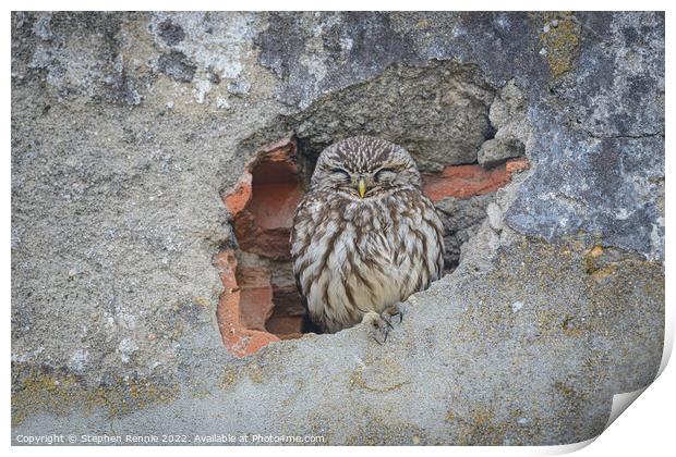 Owl sleeping in wall Print by Stephen Rennie