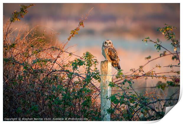 Short eared owl at sunset  Print by Stephen Rennie