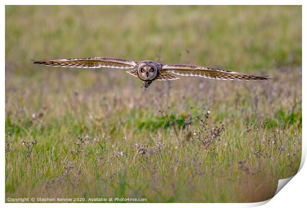 Short-eared owl with prey Print by Stephen Rennie