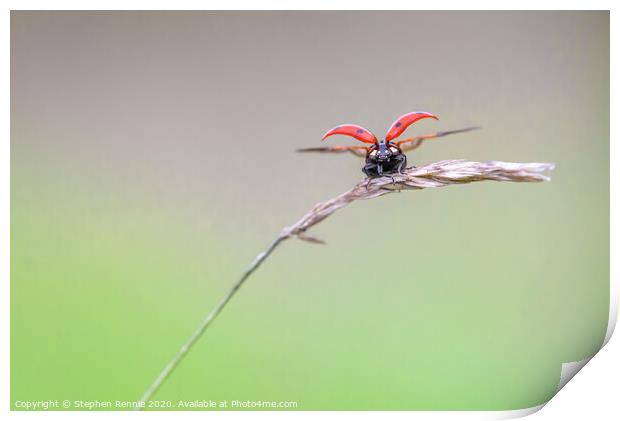 Ladybird take off Print by Stephen Rennie