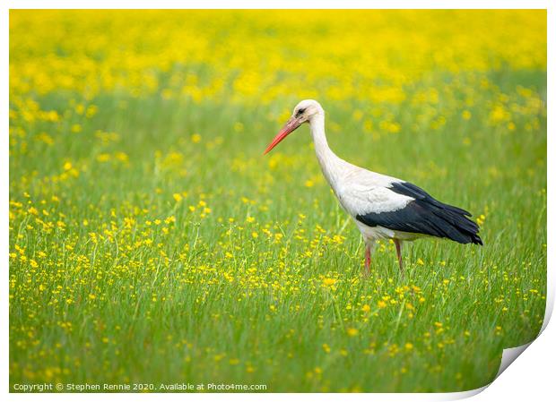 White Stork in the Buttercup field Print by Stephen Rennie