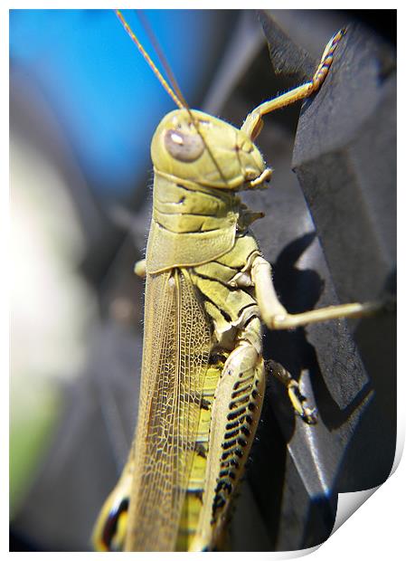 Green Grasshopper  Print by Jennifer Longardner