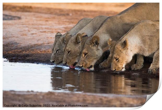 Lionesses at the waterhole Print by Catja Schonlau