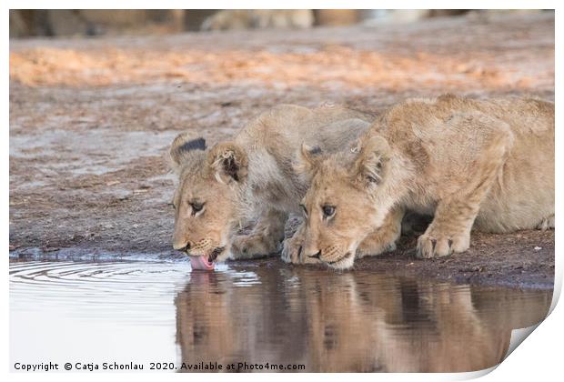 Lion Cubs drinking Print by Catja Schonlau
