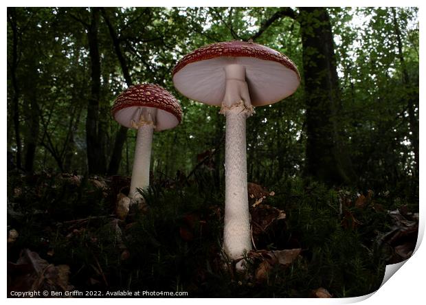 Giant Toadstools Print by Ben Griffin