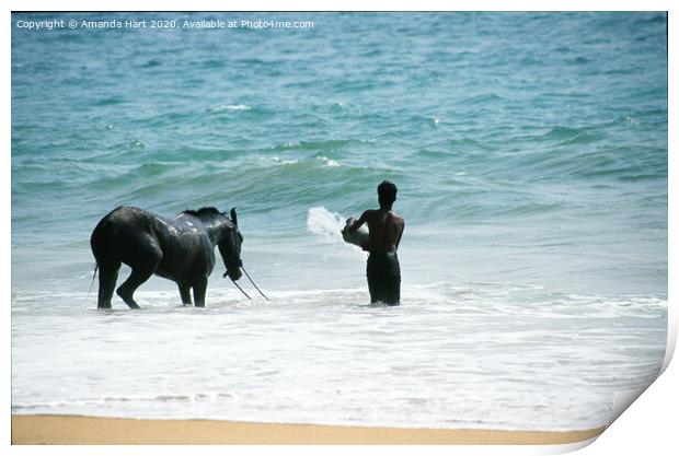 Cooling off at the end of the day, Sri Lanka  Print by Amanda Hart