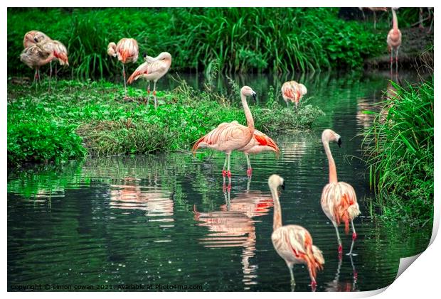 flamingo @ Washington Wetland centre Print by simon cowan