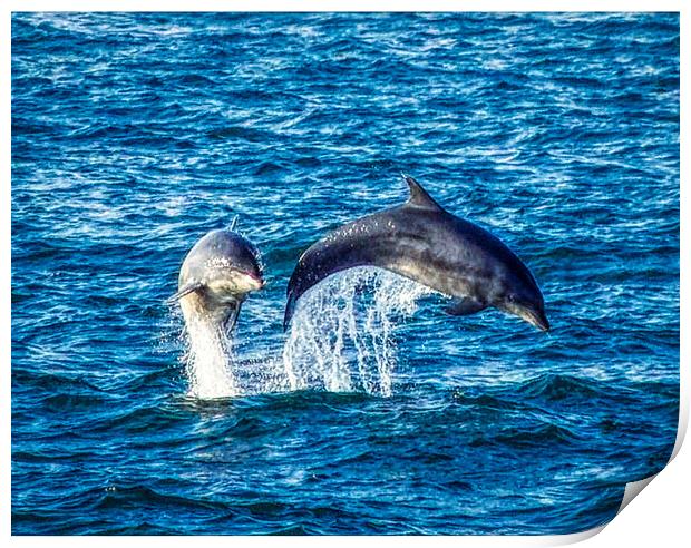 Dolphins jumping Print by simon cowan