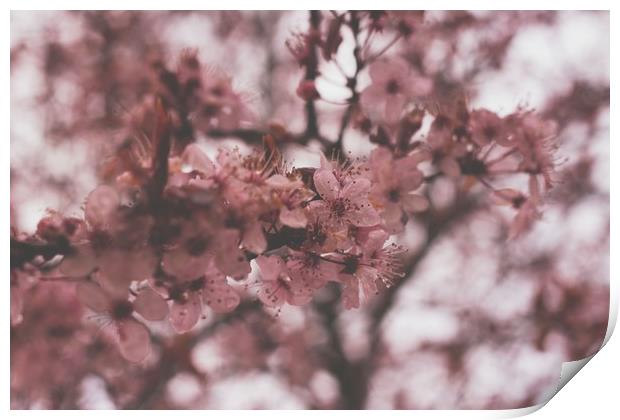 Cherry Blossom Print by Marc Jones