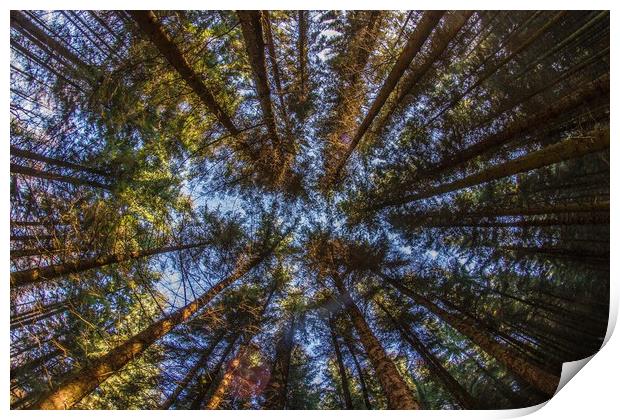 In the Deep Pine Forest Print by Marc Jones