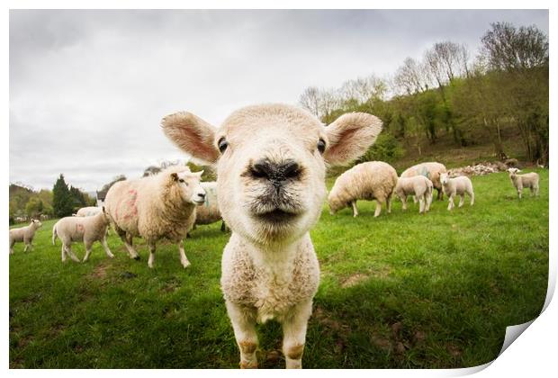 Nosey Lamb Print by Marc Jones