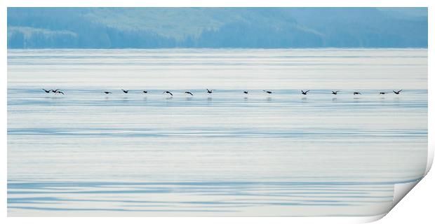 Low flying ducks, Alaska Print by Shaun Davey