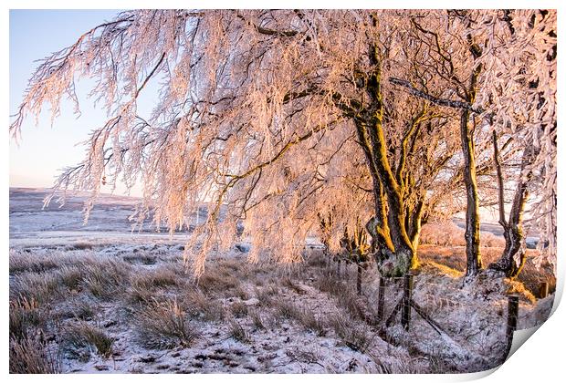 Ice encrusted trees in the setting sun Print by Shaun Davey