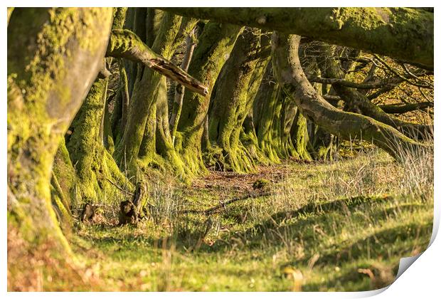 Overgrown Ancient Beech Hedge, Bagley, Exmoor Print by Shaun Davey