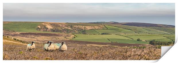 Sheep on Dunkery, Exmoor Print by Shaun Davey