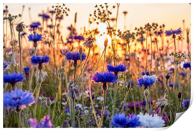 Cornflowers in the setting sun Print by Shaun Davey