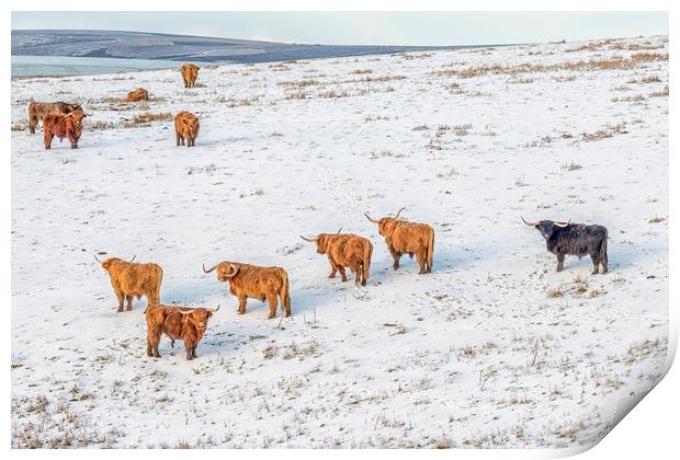Highland Cattle grazing in snow Print by Shaun Davey
